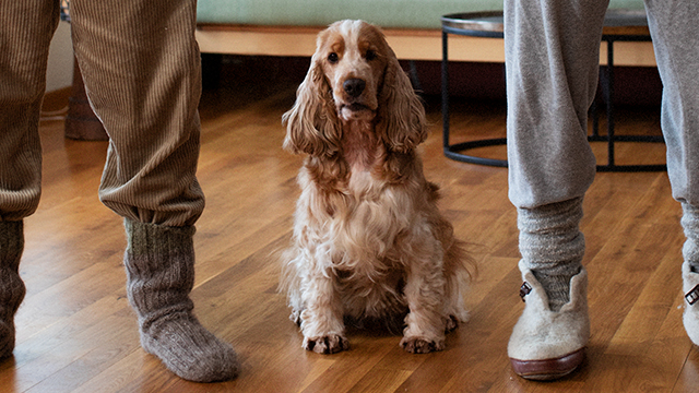 Fido_640x360.jpg