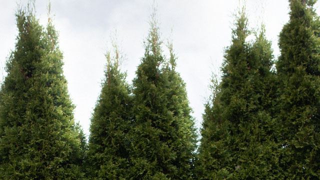Tjua_640x360.jpg